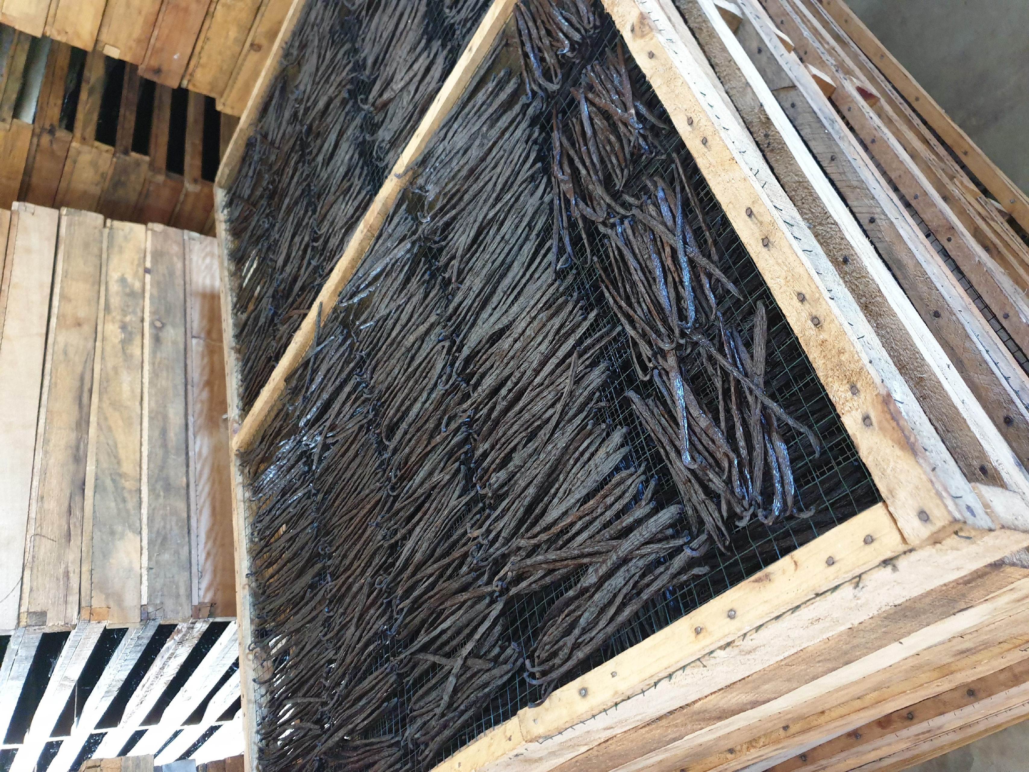 Vanille de Madagascar - Image 5 de la galerie